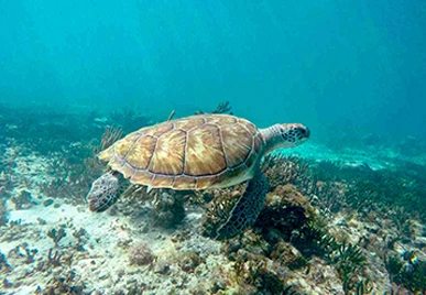 Snorkel Maya Tour in Akumal Turtles, Cenote and Cave Adventure in Riviera Maya