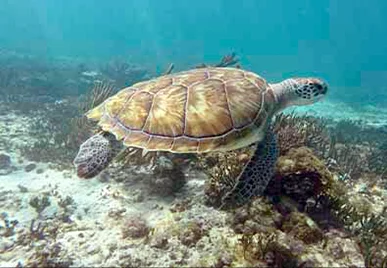 Swim with turtles in Akumal